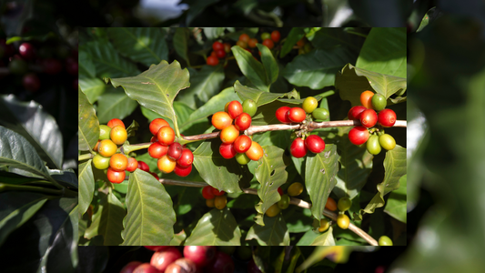 El Futuro del Café de Especialidad: ¿Qué Nos Espera?