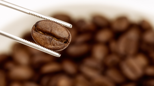 El secreto del café de especialidad