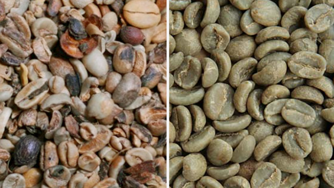 Diferencia entre café de especialidad y café comercial