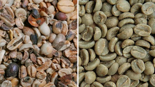 Diferencia entre café de especialidad y café comercial